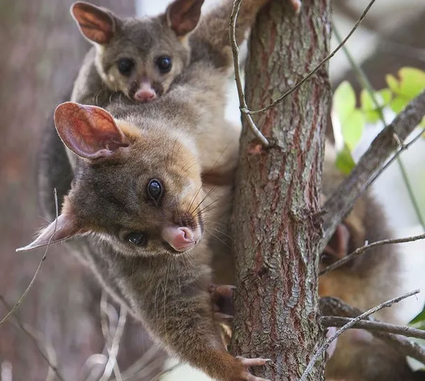 Flea Control in Nowra